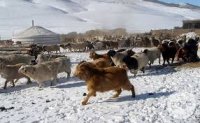 Говь-Алтай аймгийн Шарга, Халиун суманд өвөлжилт хүндэрч байна